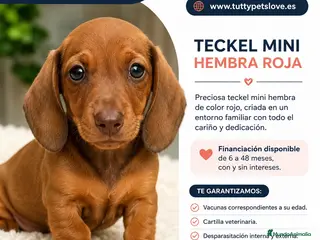 Teckel Miniatura perros ❤️ Teckel Mini Hembra Roja Financiación Disponible - Anuncio 1