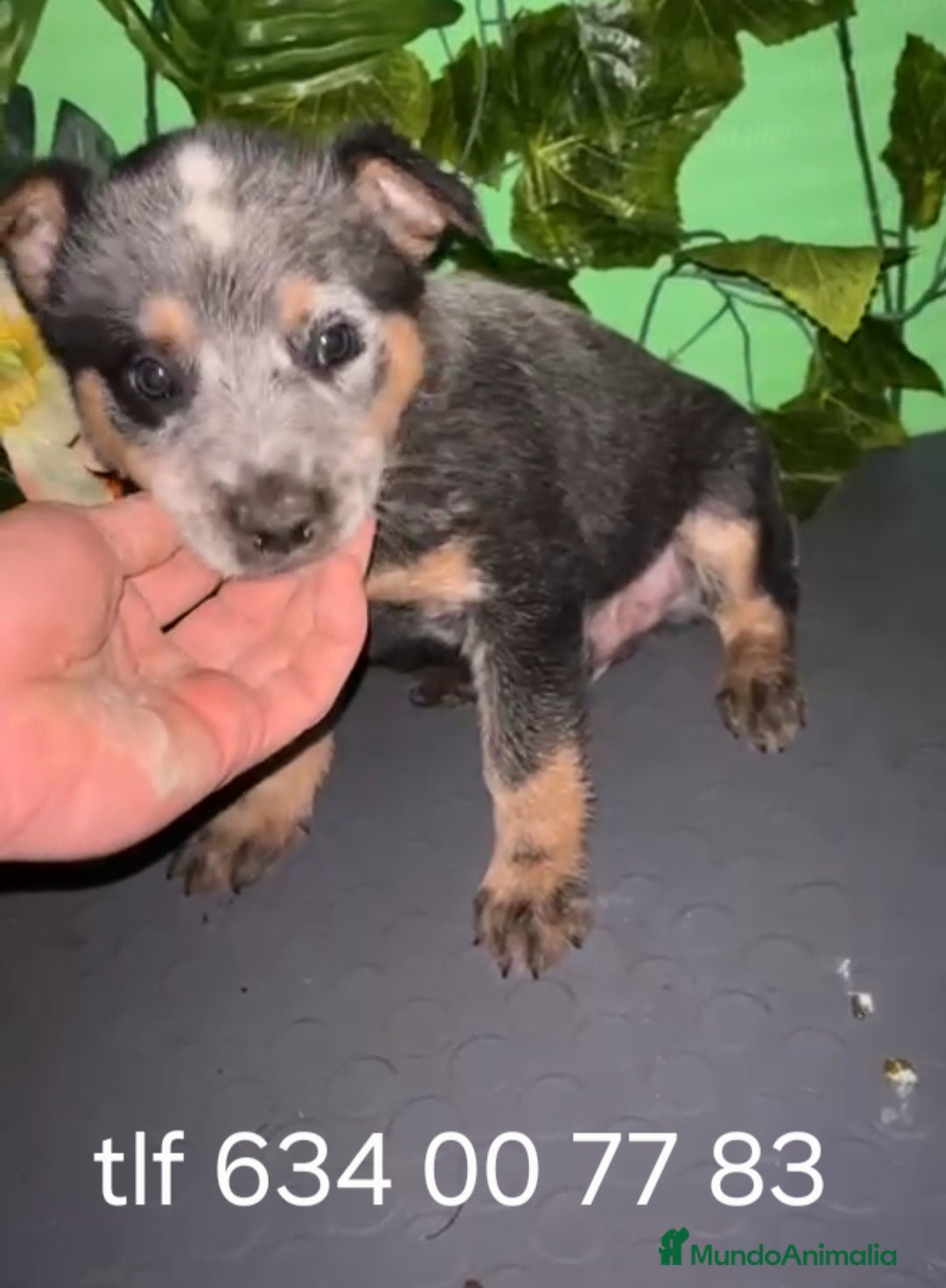 Pastor Australiano perros Excelentes cachorros boyero australiano  - Anuncio 1