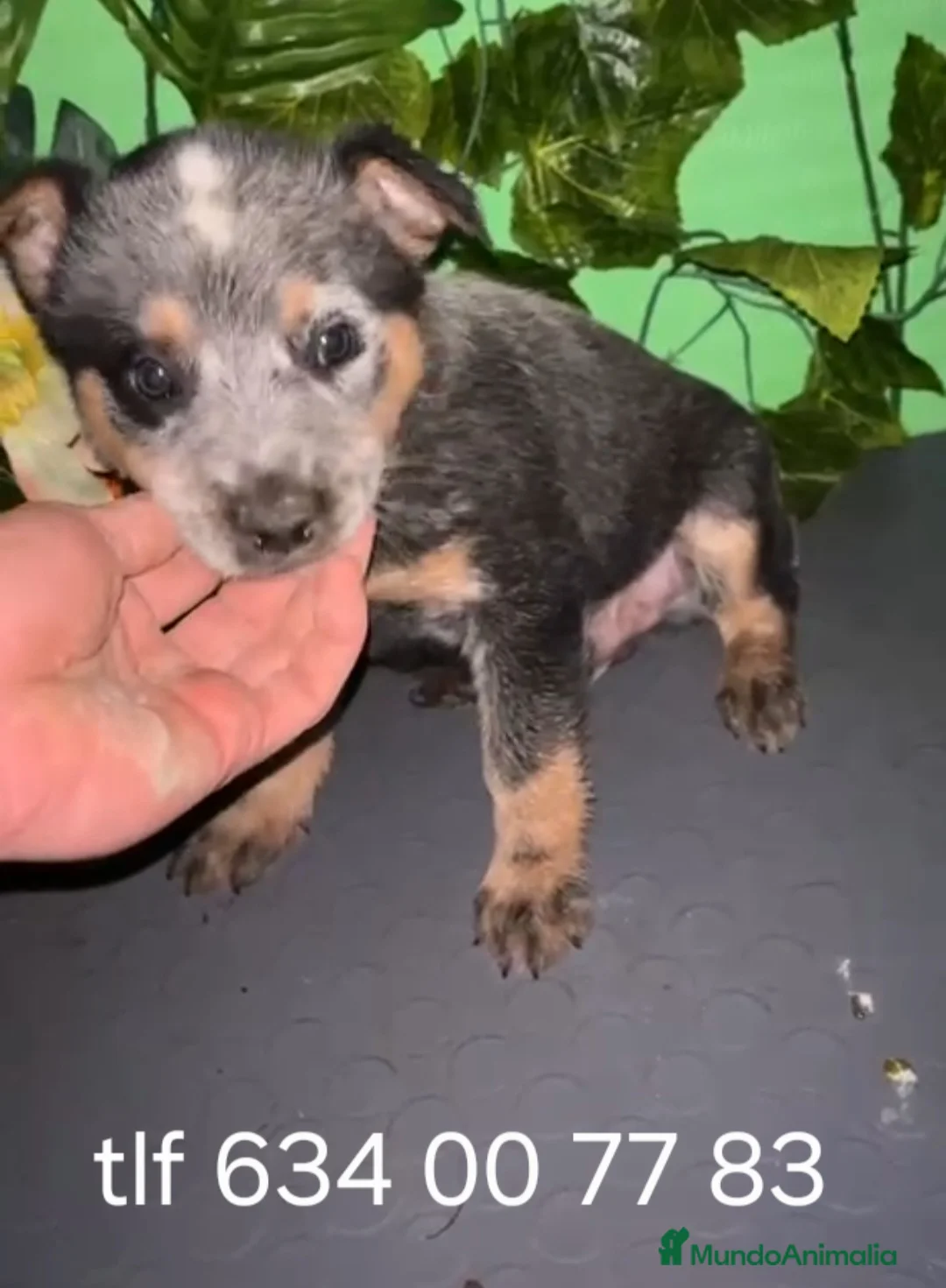 Pastor Australiano perros en venta: Excelentes cachorros boyero australiano  - Anuncio 1