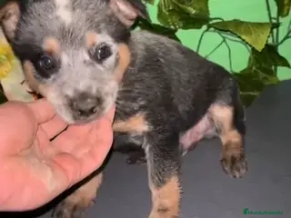 Pastor Australiano perros Excelentes cachorros boyero australiano - Anuncio 10
