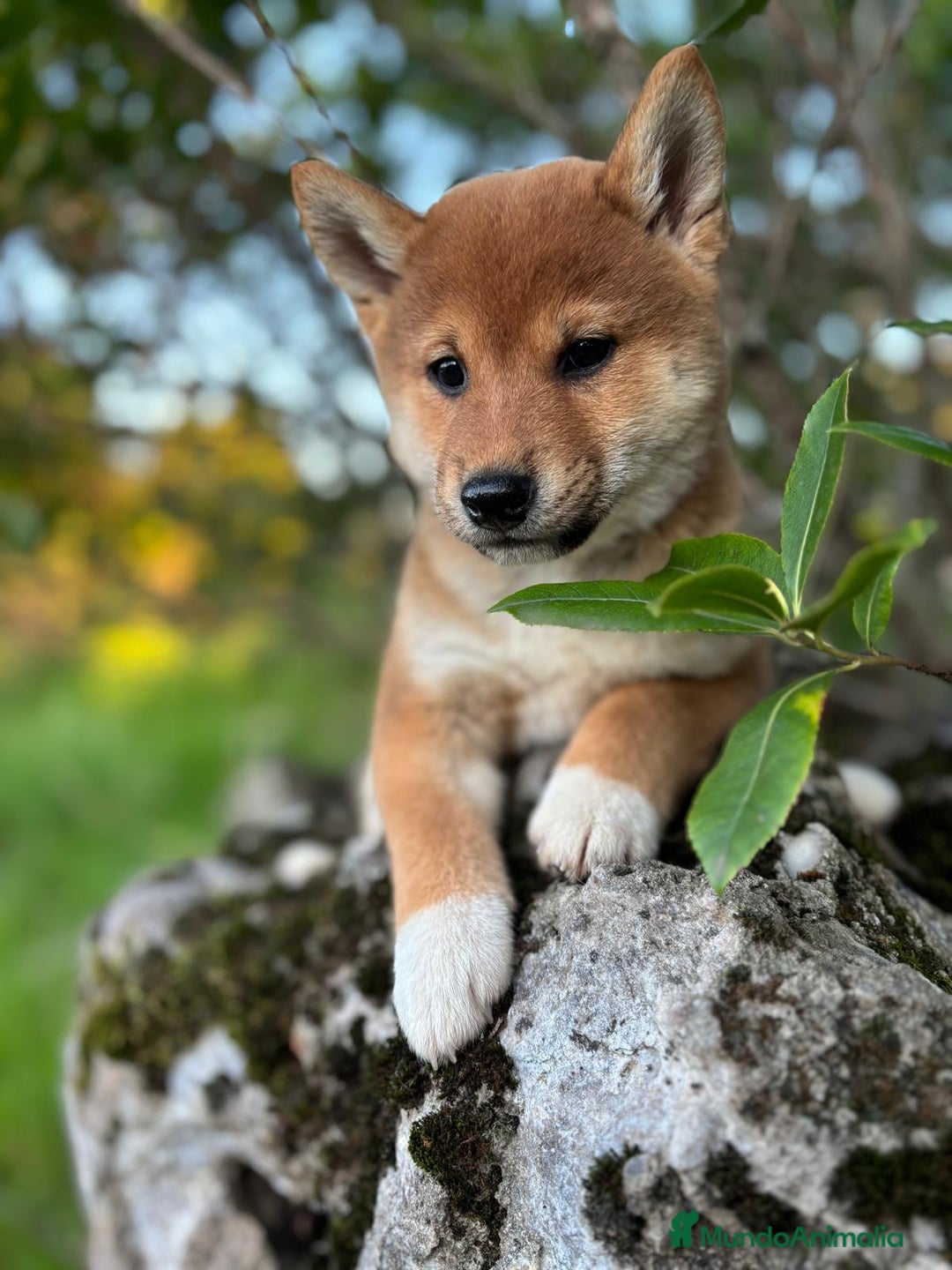 Shiba Inu perros en venta: Shiba Inu hembra disponible  - Imagen 4