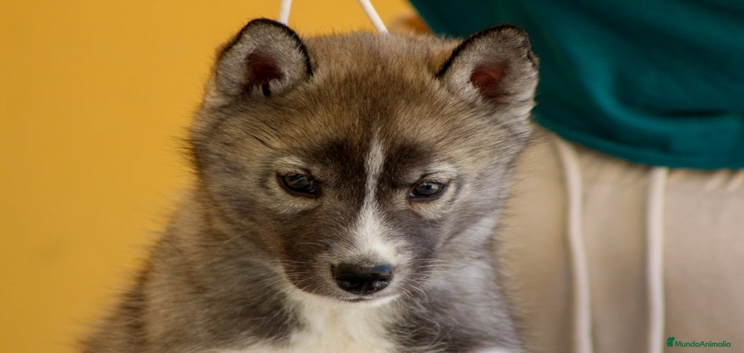 Imagen de galería {{count}}