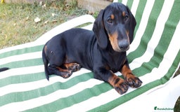 Teckel Miniatura perros en venta: Camada Teckel pelo corto miniatura - Imagen 3