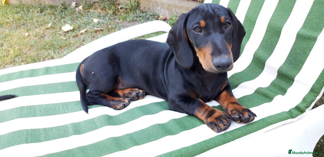 Teckel Miniatura perros en venta: Camada Teckel pelo corto miniatura - Imagen 3
