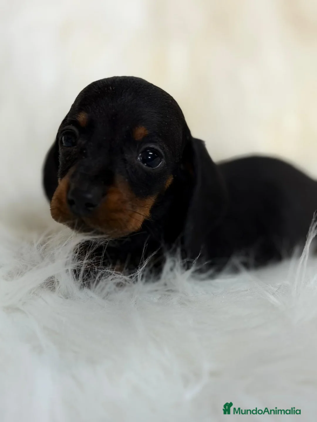 Teckel Miniatura perros en venta: CAMADA TECKEL KANICHEN LOS MAS PEQUEÑOS - Anuncio 2