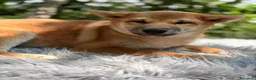 Shiba Inu perros en venta: SHIBA INU ROJO - Anuncio 3