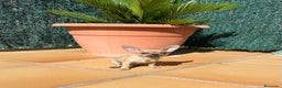 Chihuahua perros en venta: Chihuahuas toy  en Barcelona - Anuncio 3