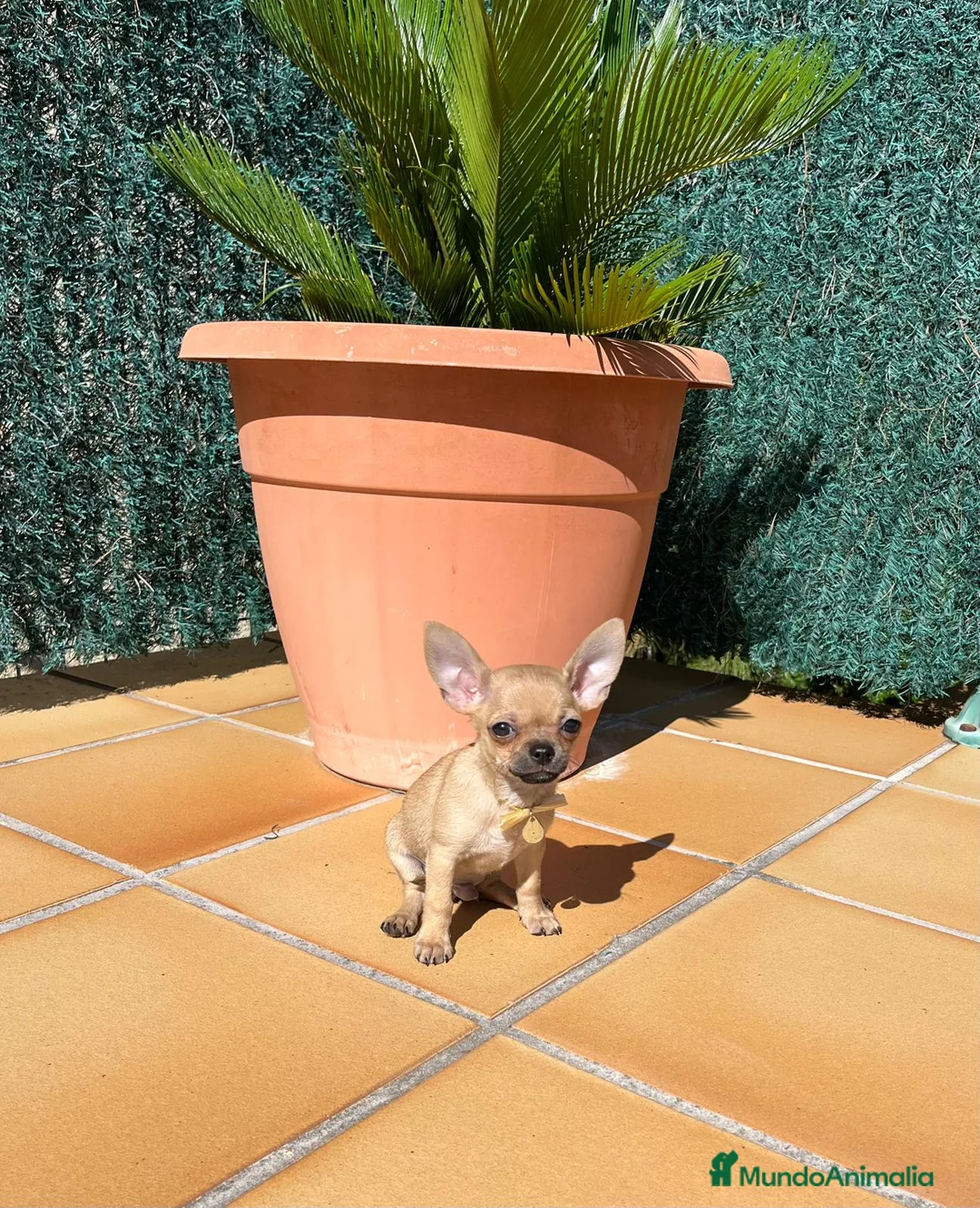 Chihuahua perros en venta: Chihuahuas toy  en Barcelona - Anuncio 3