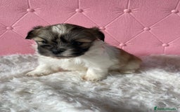 Shih Tzu perros en venta: Shih tzu hembra disponible!!!! - Anuncio 1