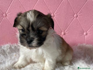 Shih Tzu perros Shih tzu hembra disponible!!!! - Anuncio 1