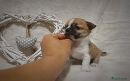 Chihuahua perros en venta: Perro Chihuahua  - Imagen 7