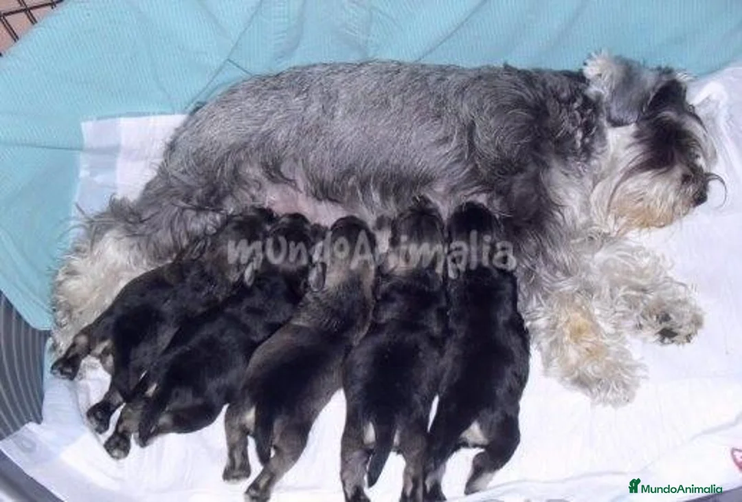 Imagen de galería {{count}}