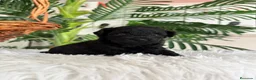 Caniche Toy perros en venta: CANICHE TOY HEMBRA - Anuncio 4