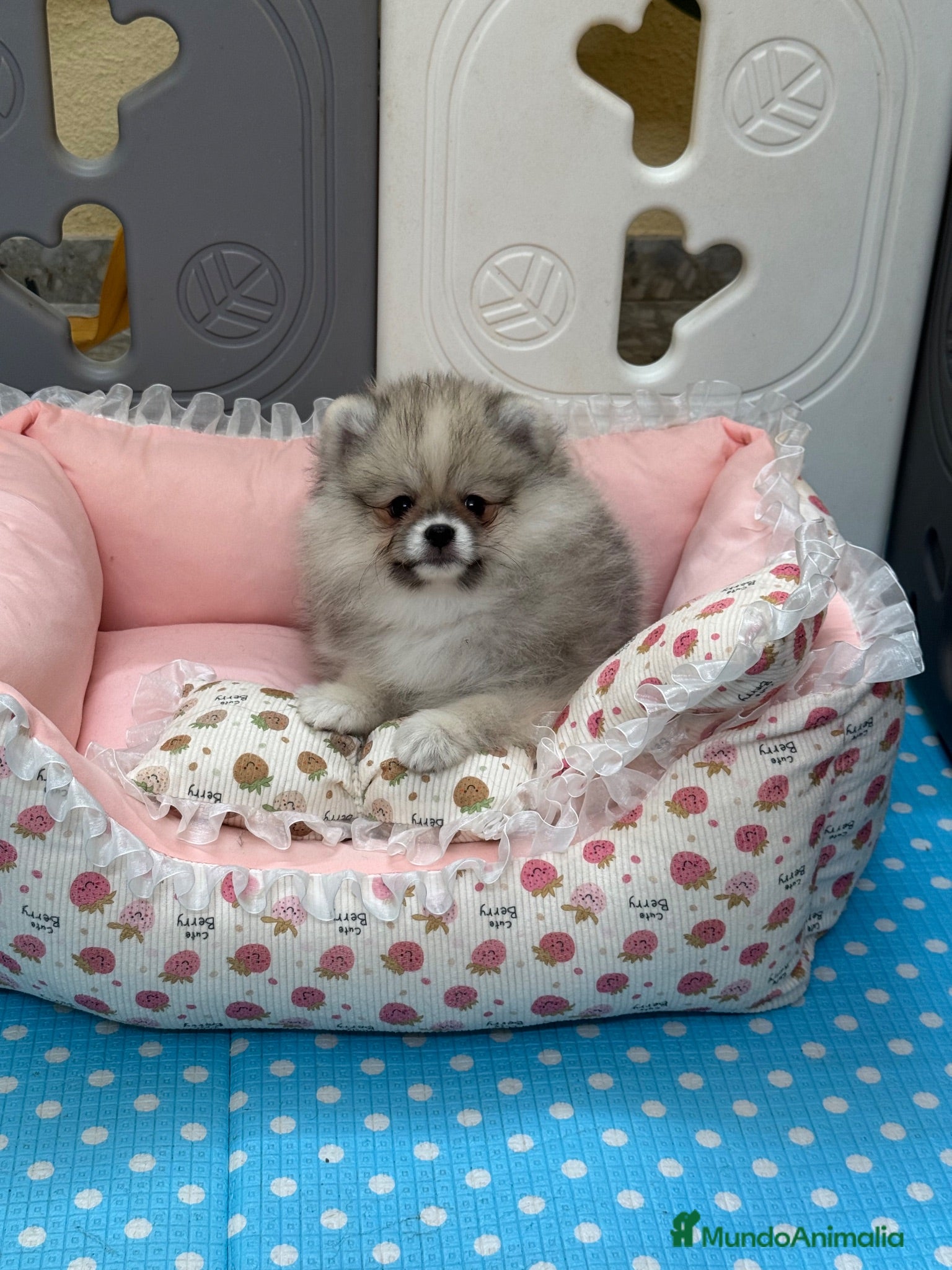 Pomerania perros Pomerania mini Toy  - Anuncio 1