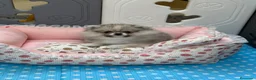 Pomerania perros en venta: Pomerania mini Toy  - Anuncio 1