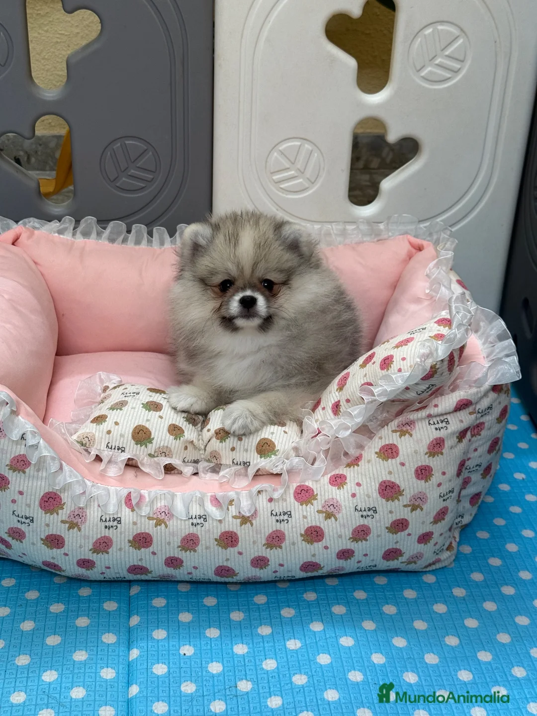 Pomerania perros en venta: Pomerania mini Toy  - Anuncio 1