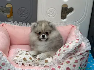 Pomerania perros Pomerania mini Toy - Anuncio 1