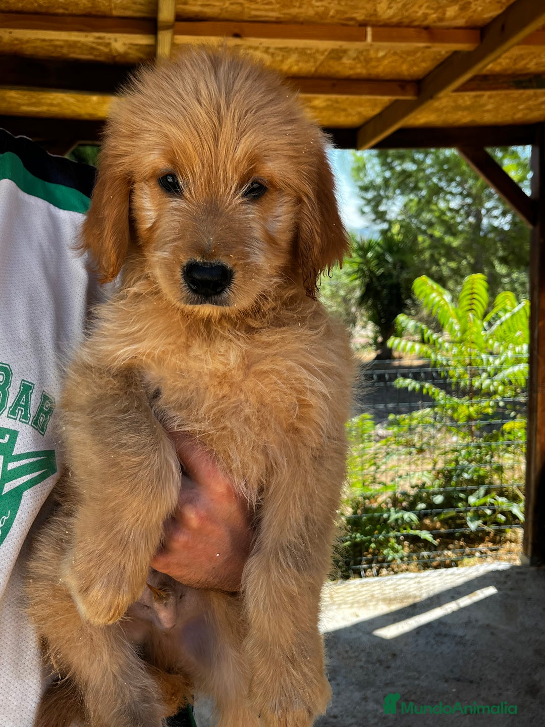 Goldendoodle perros en venta: Goldendoodle f1 - Imagen 4