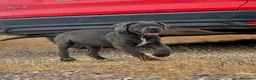Cane Corso perros en venta: Cachorros de Cane Corso - Anuncio 2