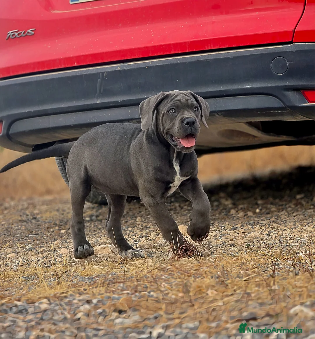 Cane Corso perros en venta: Cachorros de Cane Corso - Anuncio 2