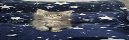 Maine Coon gatos en venta: Maine coon - Anuncio 4