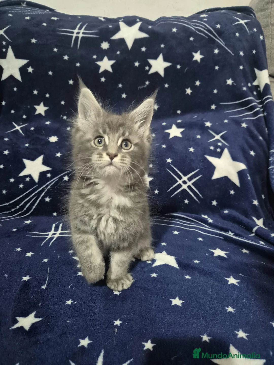 Maine Coon gatos en venta: Maine coon - Anuncio 4
