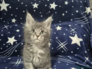 Maine Coon gatos Maine coon - Anuncio 5