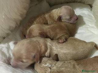 Maltipoo perros en Murcia - Anuncio 9