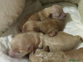 Maltipoo perros IMPRESIONANTES MALTIPOO CALIDAD en Murcia - Anuncio 1