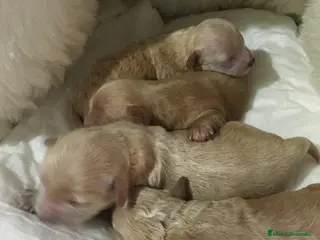 Maltipoo perros IMPRESIONANTES MALTIPOO CALIDAD en Murcia - Anuncio 16