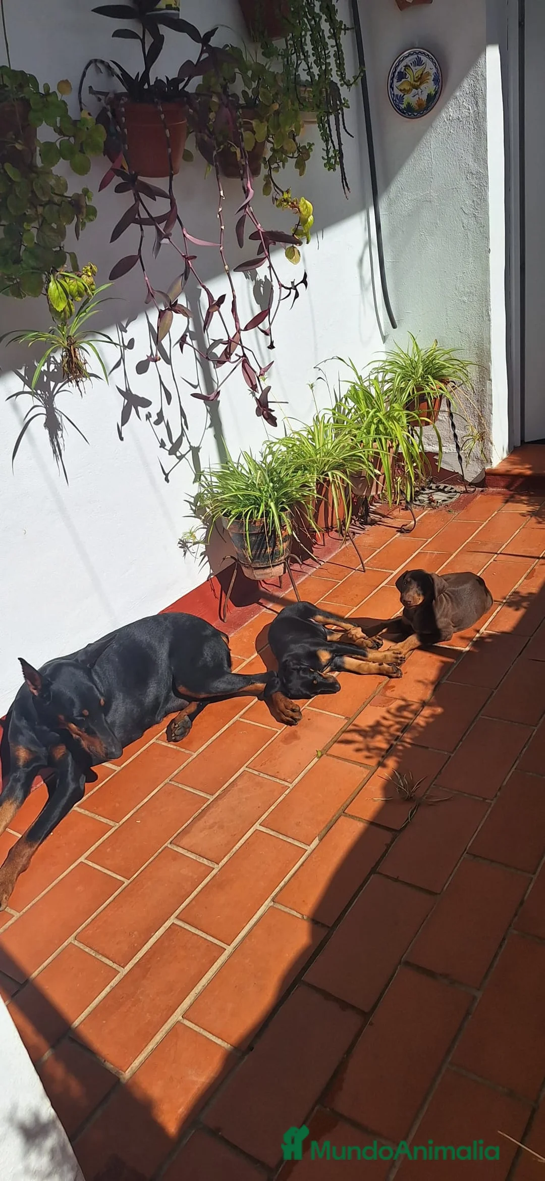 Dobermann perros en venta: Doberman  - Anuncio 8