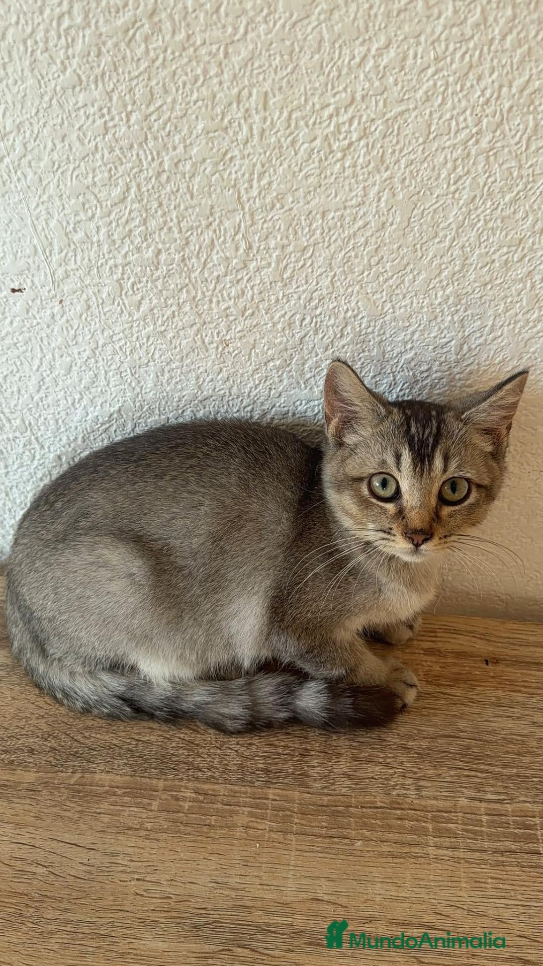 Raza Mixta gatos Cruce de British  - Anuncio 1