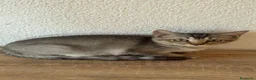 Raza Mixta gatos en venta: Cruce de British  - Anuncio 1
