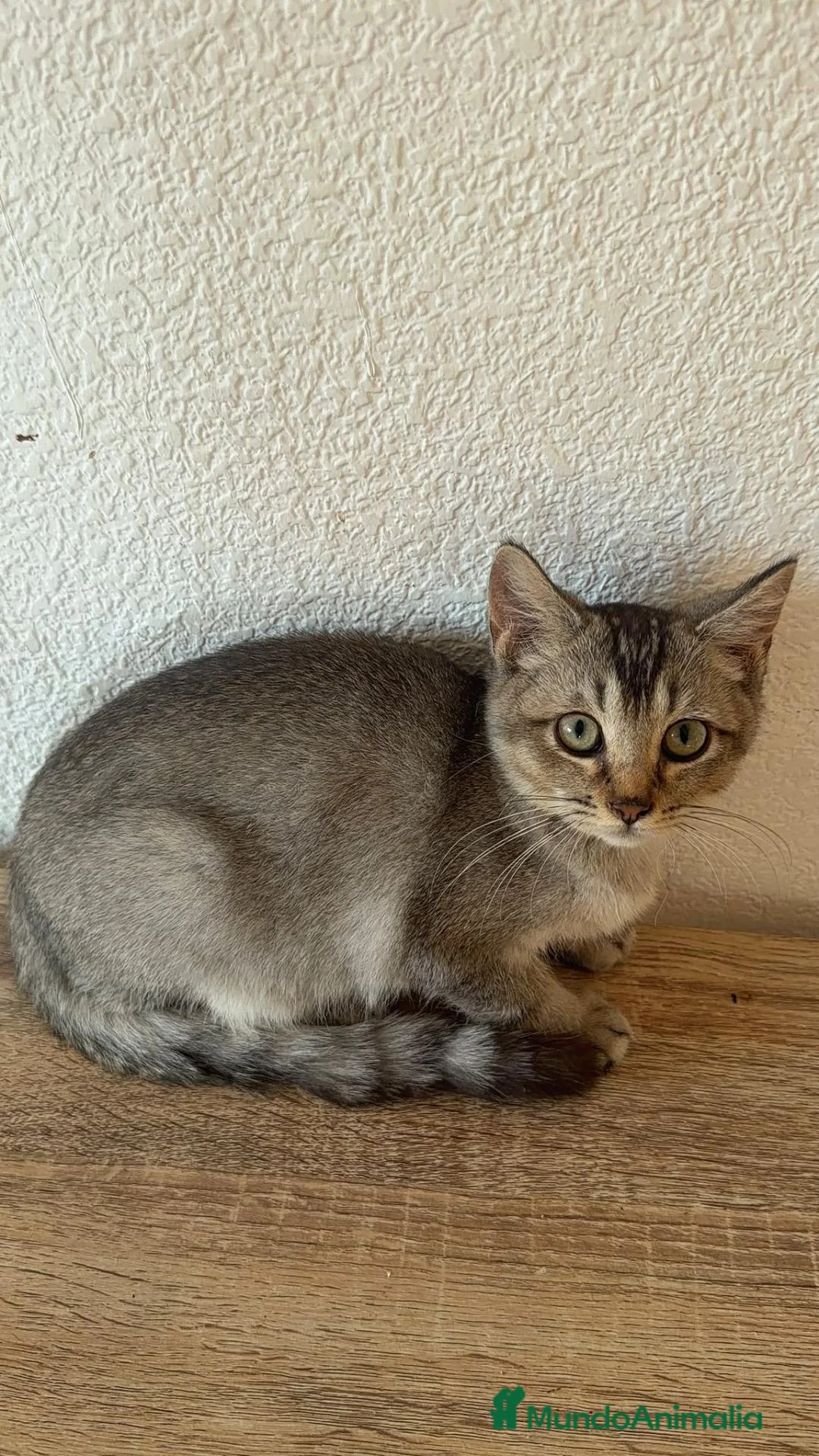 Raza Mixta gatos en venta: Cruce de British  - Anuncio 1
