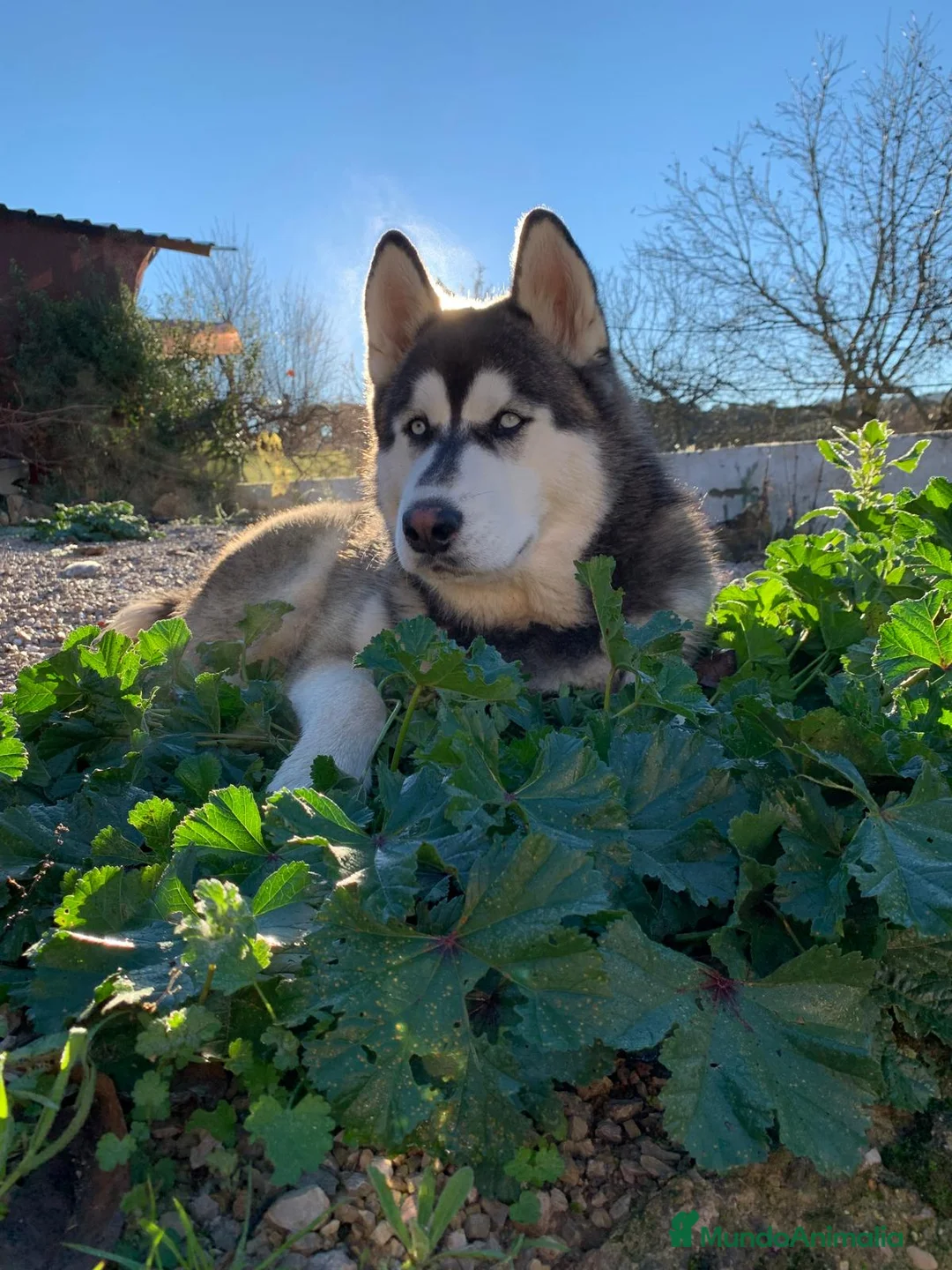 Husky Siberiano perros en venta: Husky siberiano  - Anuncio 2
