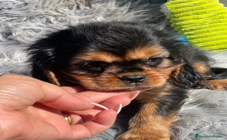 Cavalier King Charles Spaniel perros - Anuncio 18