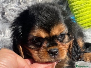 Cavalier King Charles Spaniel perros - Anuncio 28