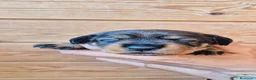 Teckel Miniatura perros en venta: TECKEL MINIATURA PELO DURO - Anuncio 2