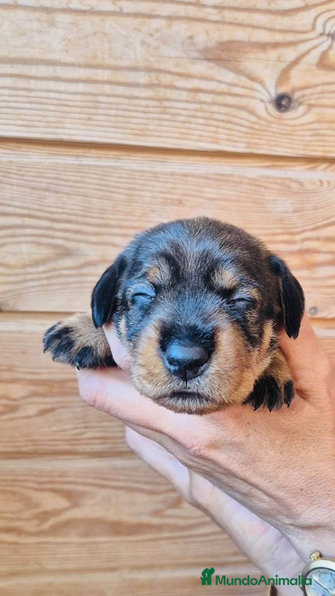 Teckel Miniatura perros en venta: TECKEL MINIATURA PELO DURO - Anuncio 2