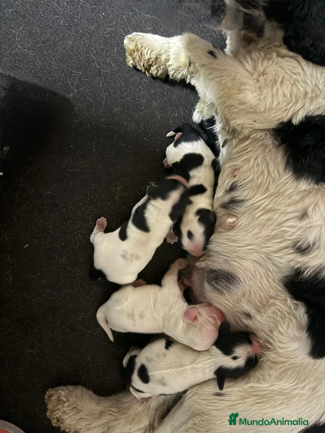 Cocker Spaniel Americano perros en venta: Cocker Americano Top - Anuncio 2