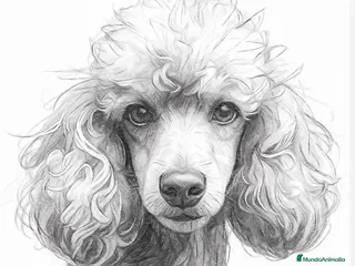 Caniche Mediano perros Caniche - Anuncio 2