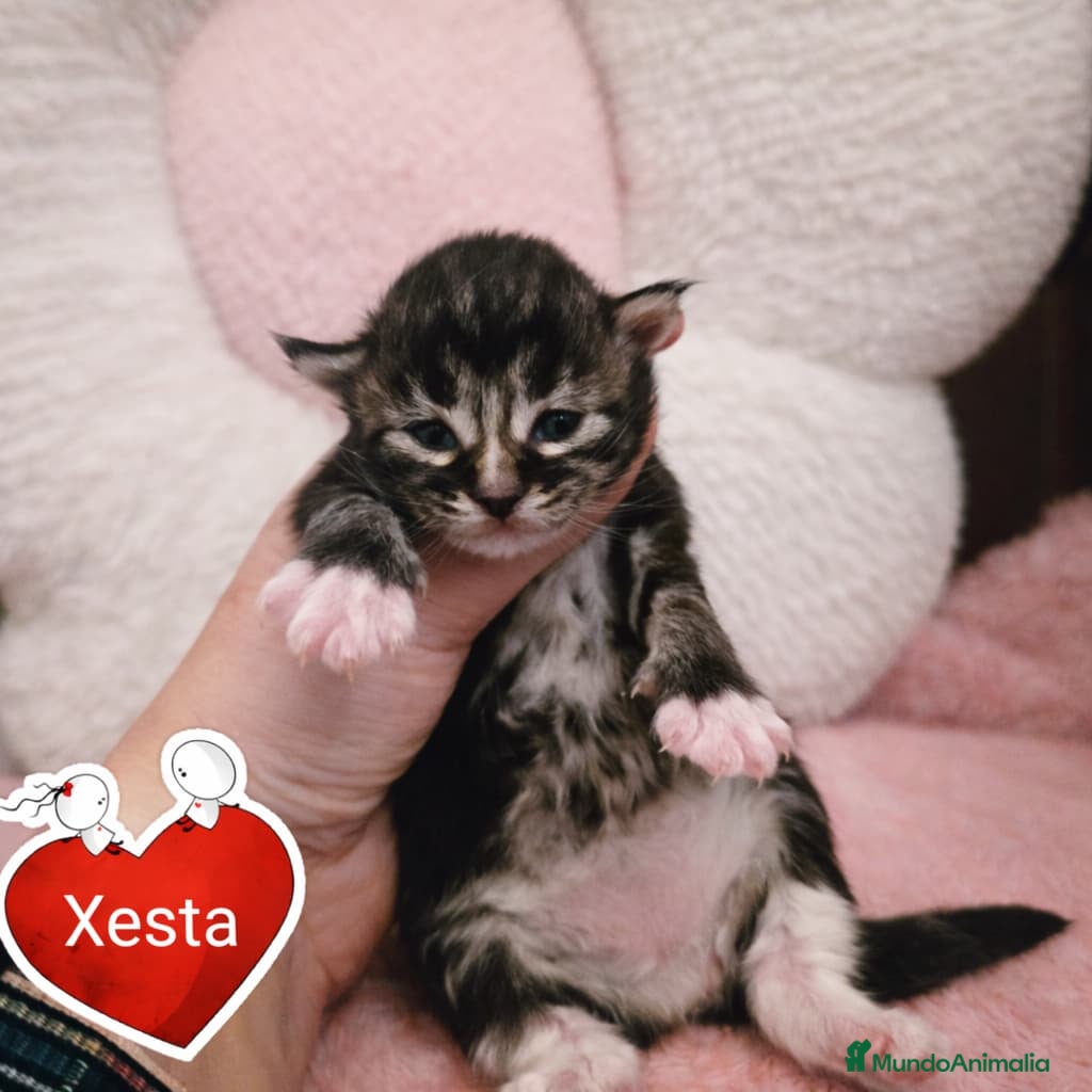 Maine Coon gatos Gatitos maine coon - Anuncio 3