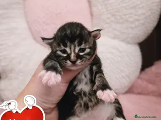 Maine Coon gatos Gatitos maine coon - Anuncio 3