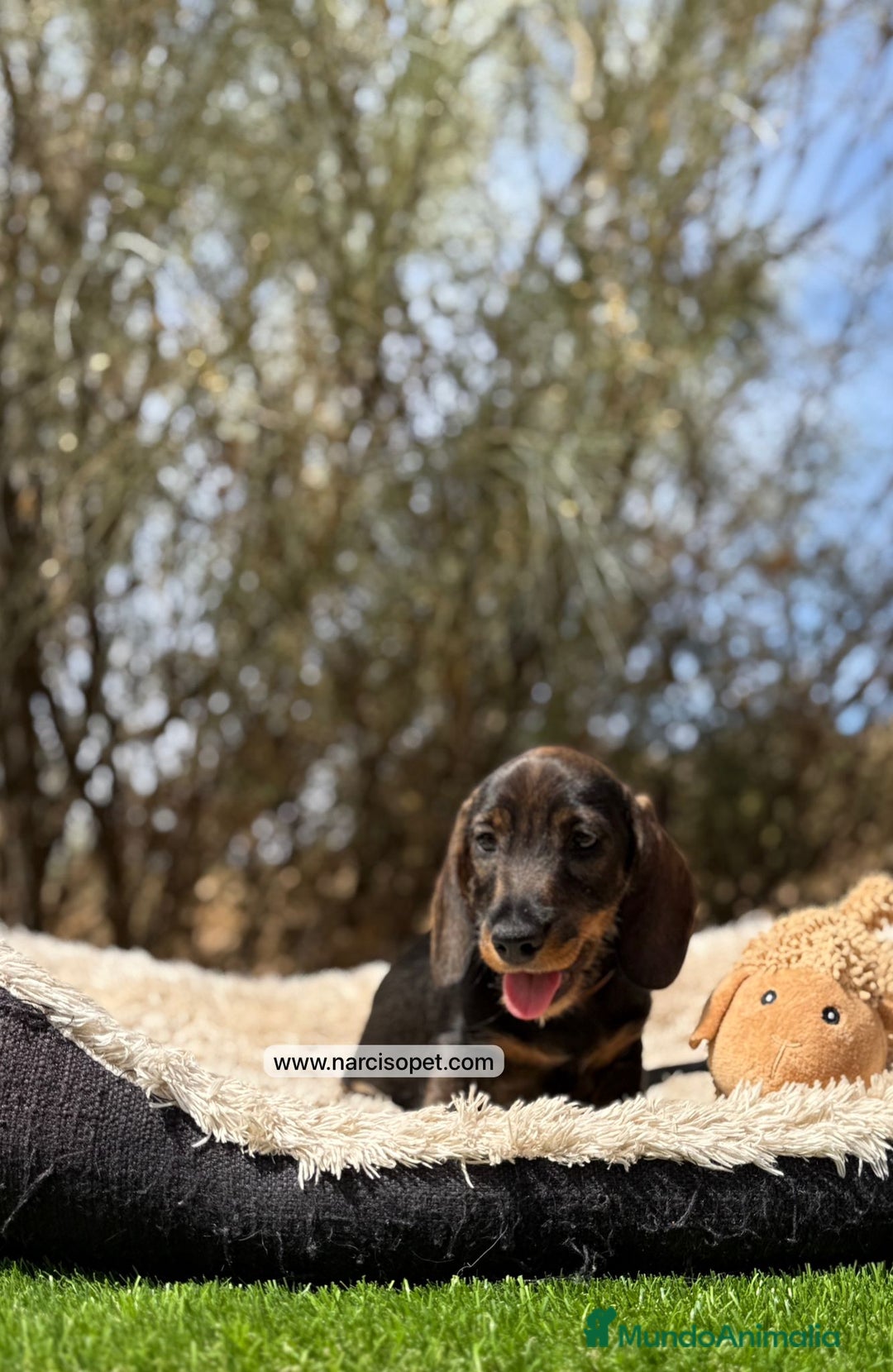 Teckel Miniatura perros en venta: TECKEL PELO DURO - Imagen 2