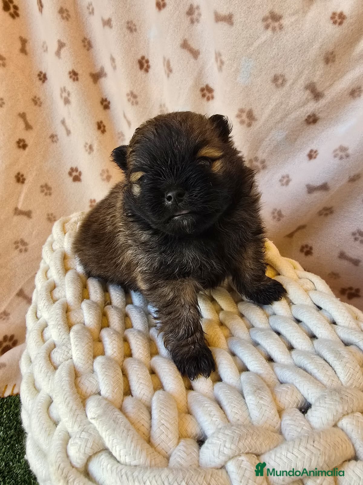 Pomerania perros POMERANIA CACHORRO - Anuncio 2