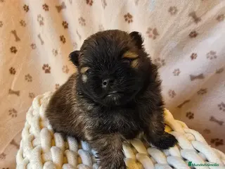 Pomerania perros POMERANIA CACHORRO - Anuncio 2