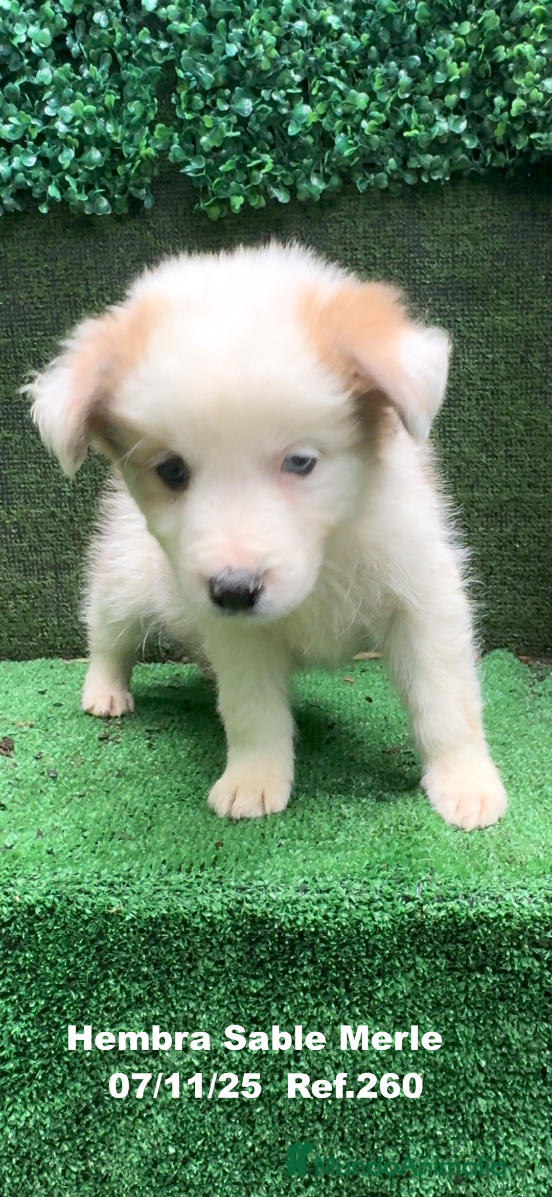 Border Collie perros en venta: Border Collie  - Anuncio 7