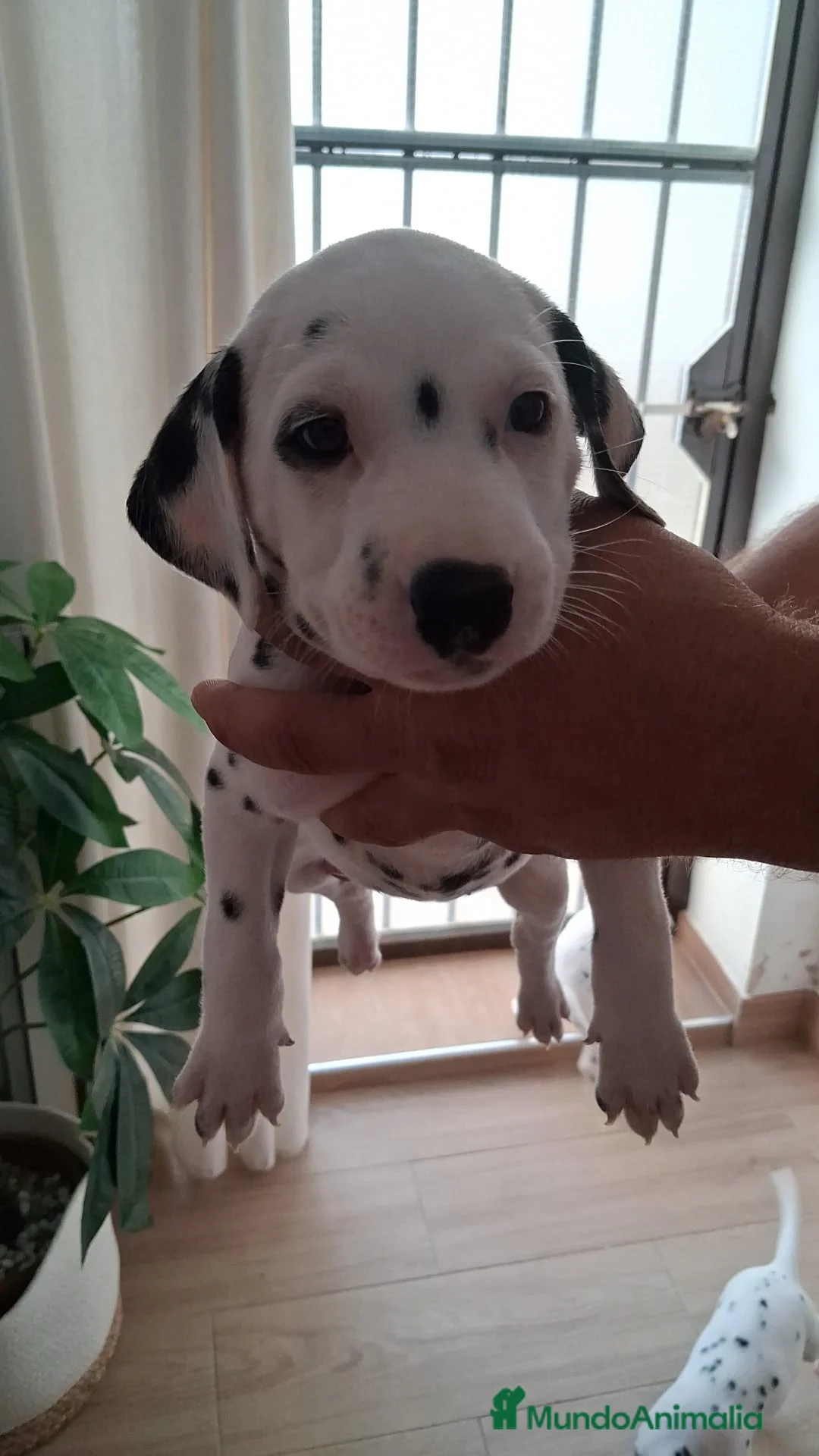 Dálmata perros en venta: Dalmata disponible  - Anuncio 5