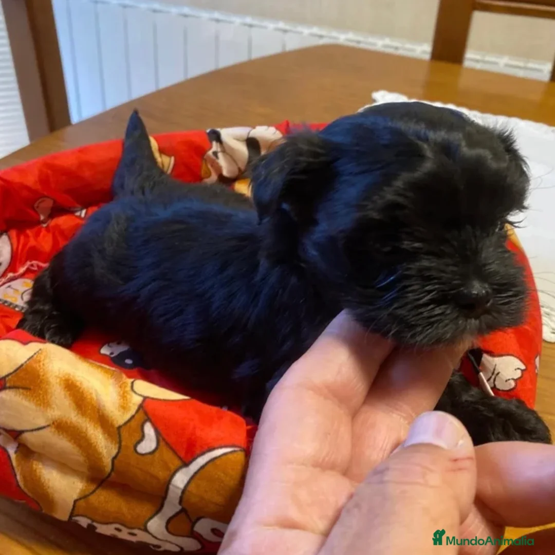 Maltipoo perros en venta: Maltipoo - Anuncio 4