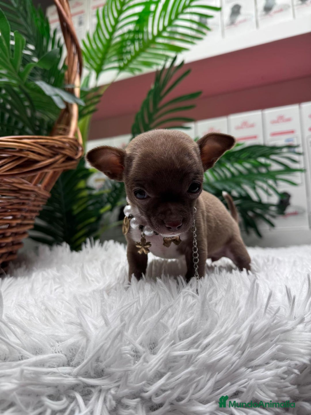 Chihuahua perros en venta: CHIHUAHUA HEMBRA - Anuncio 8